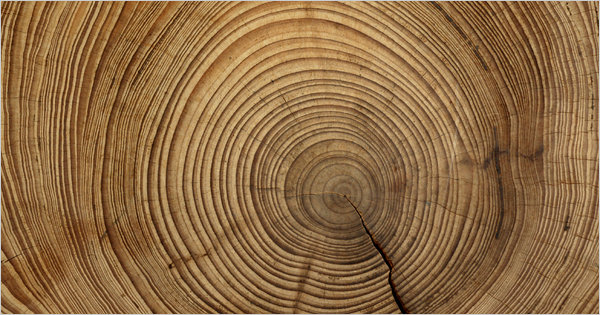 02obtree-articleLarge.jpg